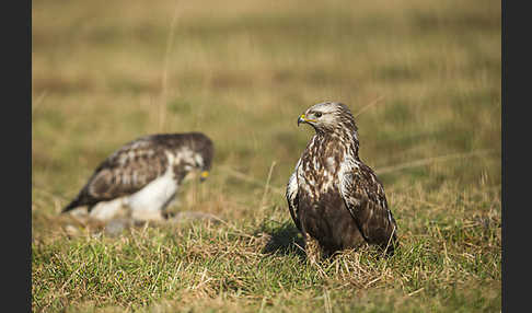 Mäusebussard (Buteo buteo)