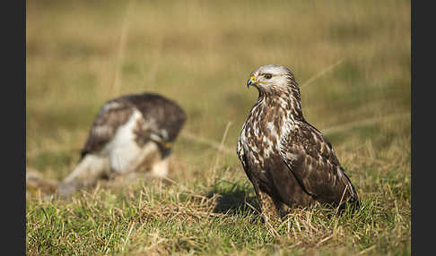 Mäusebussard (Buteo buteo)