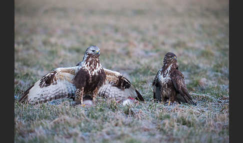 Mäusebussard (Buteo buteo)