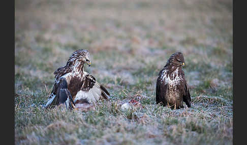 Mäusebussard (Buteo buteo)