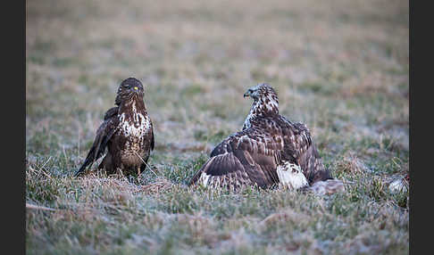 Mäusebussard (Buteo buteo)