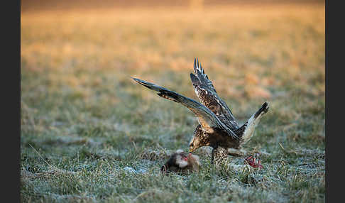 Rauhfußbussard (Buteo lagopus)