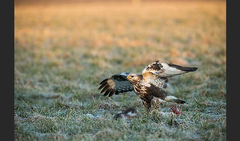 Rauhfußbussard (Buteo lagopus)