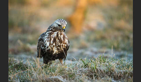 Rauhfußbussard (Buteo lagopus)