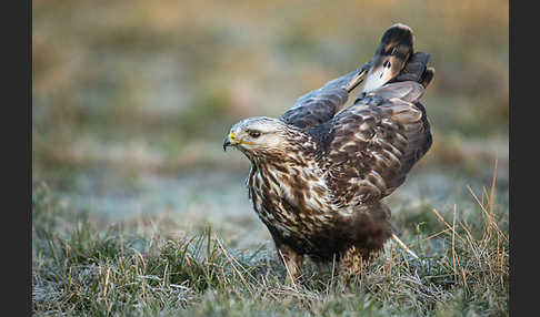 Rauhfußbussard (Buteo lagopus)