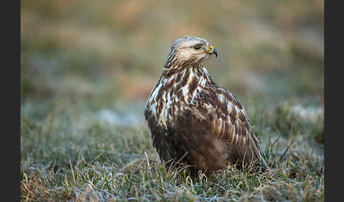 Rauhfußbussard (Buteo lagopus)