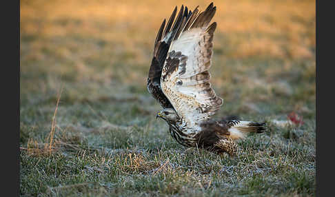 Rauhfußbussard (Buteo lagopus)