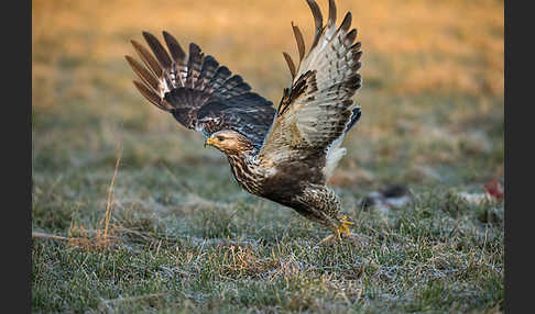 Rauhfußbussard (Buteo lagopus)