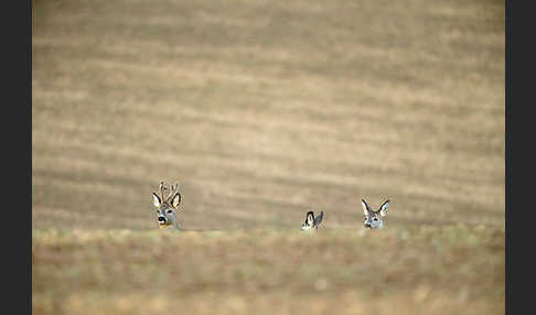 Rehwild (Capreolus capreolus)