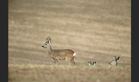 Rehwild (Capreolus capreolus)