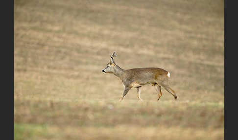 Rehwild (Capreolus capreolus)