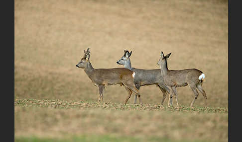 Rehwild (Capreolus capreolus)