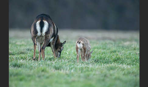 Muffelwild (Ovis ammon musimon)