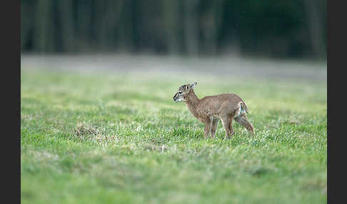 Muffelwild (Ovis ammon musimon)