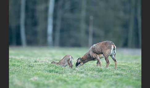 Muffelwild (Ovis ammon musimon)