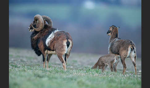 Muffelwild (Ovis ammon musimon)