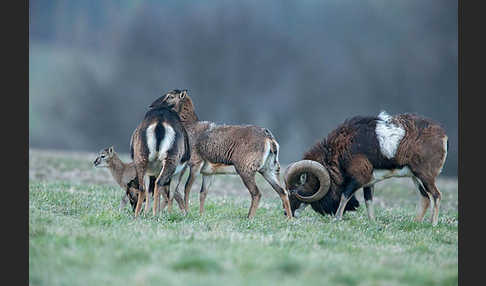 Muffelwild (Ovis ammon musimon)