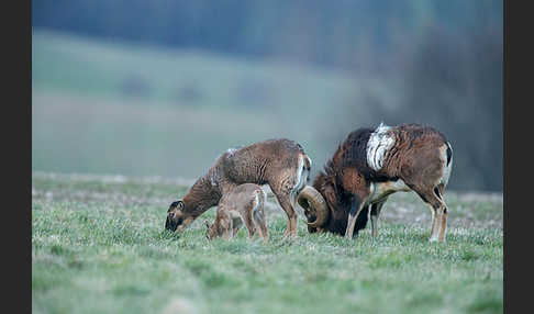 Muffelwild (Ovis ammon musimon)