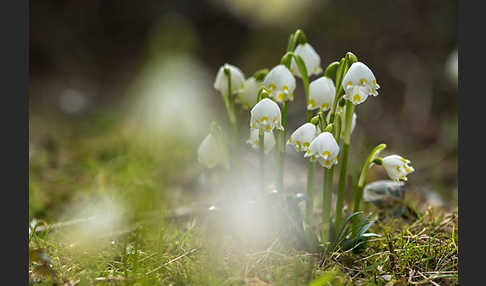 Frühlings-Knotenblume (Leucojum vernum)