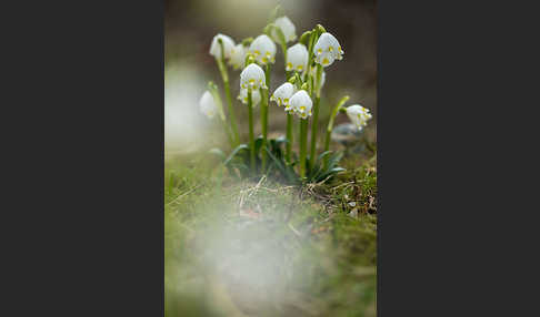 Frühlings-Knotenblume (Leucojum vernum)