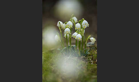 Frühlings-Knotenblume (Leucojum vernum)