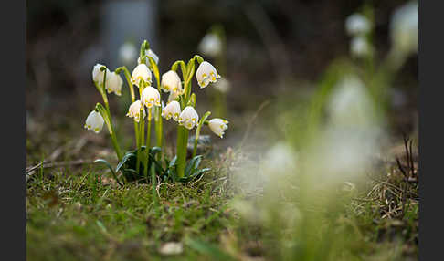 Frühlings-Knotenblume (Leucojum vernum)