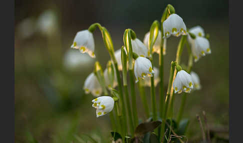 Frühlings-Knotenblume (Leucojum vernum)