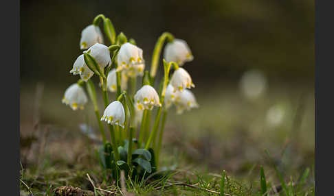 Frühlings-Knotenblume (Leucojum vernum)