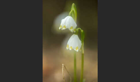 Frühlings-Knotenblume (Leucojum vernum)