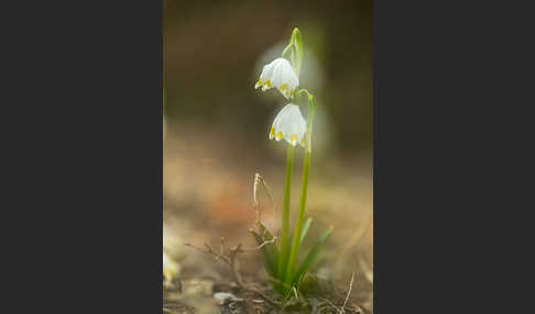 Frühlings-Knotenblume (Leucojum vernum)