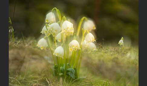 Frühlings-Knotenblume (Leucojum vernum)