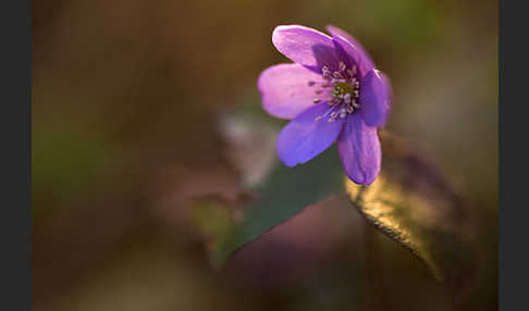 Leberblümchen (Hepatica nobilis)