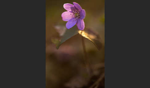 Leberblümchen (Hepatica nobilis)