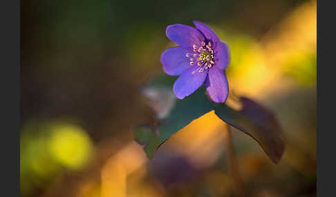 Leberblümchen (Hepatica nobilis)