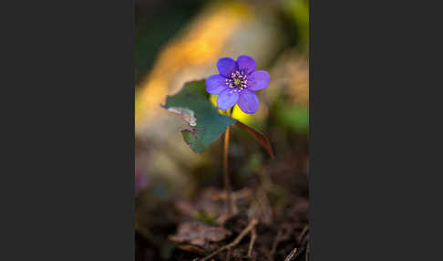 Leberblümchen (Hepatica nobilis)