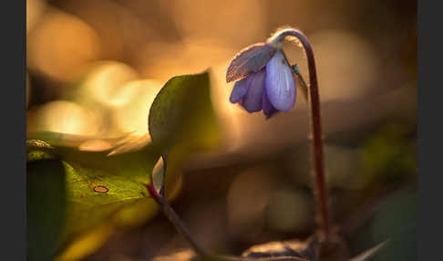 Leberblümchen (Hepatica nobilis)