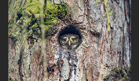 Sperlingskauz (Glaucidium passerinum)