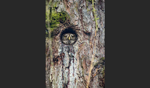 Sperlingskauz (Glaucidium passerinum)