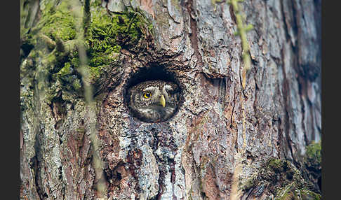 Sperlingskauz (Glaucidium passerinum)