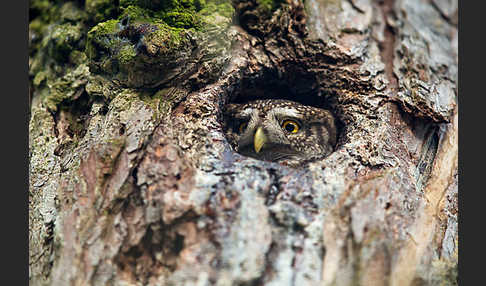 Sperlingskauz (Glaucidium passerinum)