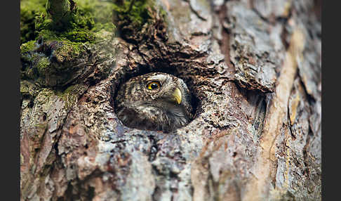 Sperlingskauz (Glaucidium passerinum)