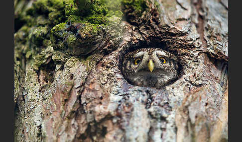 Sperlingskauz (Glaucidium passerinum)