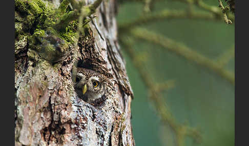 Sperlingskauz (Glaucidium passerinum)