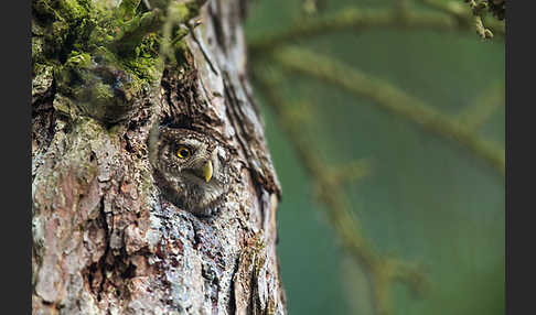 Sperlingskauz (Glaucidium passerinum)