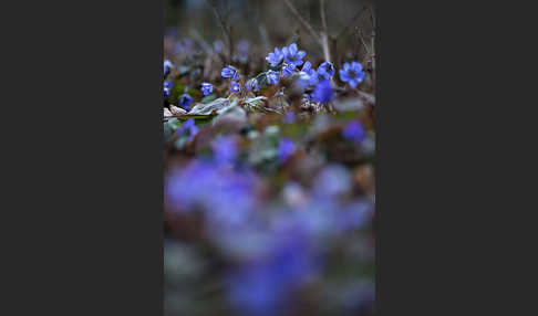 Leberblümchen (Hepatica nobilis)