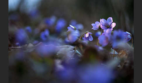 Leberblümchen (Hepatica nobilis)