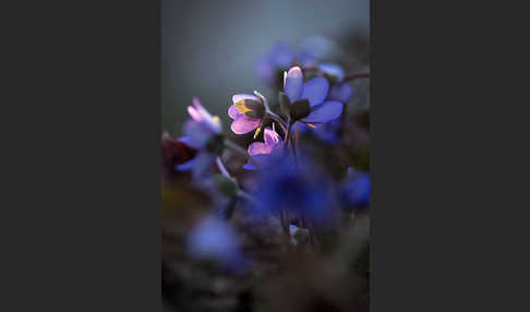 Leberblümchen (Hepatica nobilis)