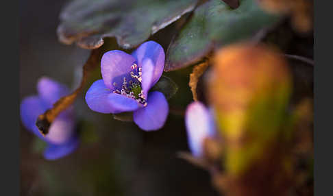 Leberblümchen (Hepatica nobilis)