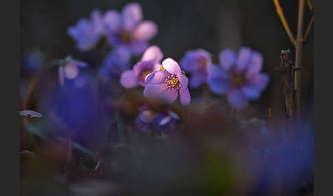 Leberblümchen (Hepatica nobilis)