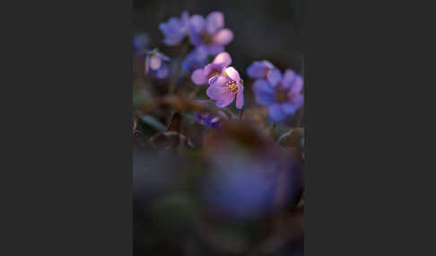 Leberblümchen (Hepatica nobilis)